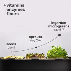 Energy Booster: Organic Mustard Superfood